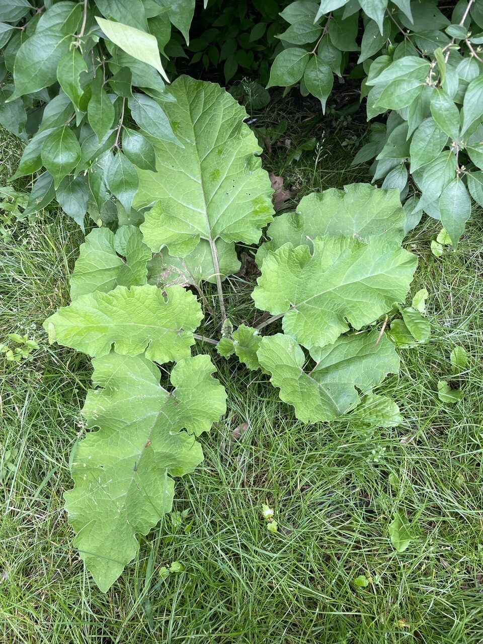 Burdock, broad leaves growing from the ground