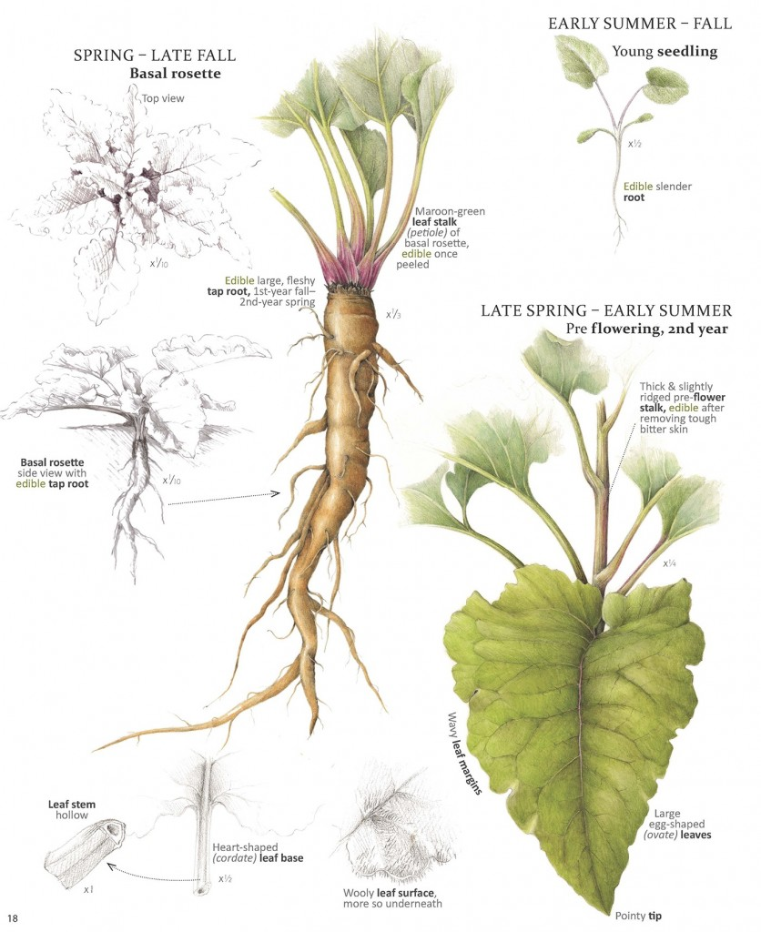Illustration of the different parts of a burdock plant and when they can be eaten, taken from the "Foraging & Feasting: A field Guide and Wild Food Cookbook" by Dina Falconi and illustrated by Wendy Hollender. 